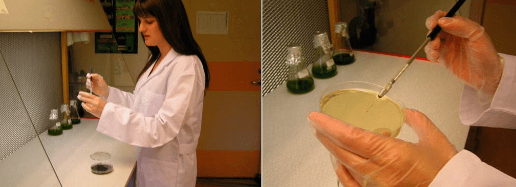 Screen-Shot-2016-11-11-at-13 Screen-Shot-2016-11-11-at-13 Wallström in the process of isolating molds. silicone rubber Effect of Biological Growths on Properties of Silicone Rubber Housings Screen Shot 2016 11 11 at 13