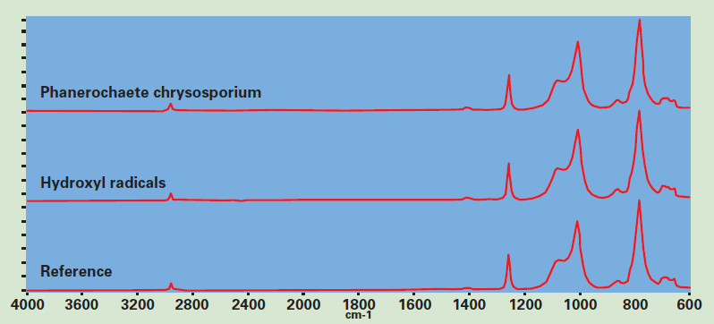 Screen-Shot-2016-11-11-at-14 Screen-Shot-2016-11-11-at-14 Figure 6: IR spectroscopy shows no degradation of the PDMS rubber after treatment with lignin-degrading fungus Phanerochaete chrysosporium or hydroxyl radicals. silicone rubber Effect of Biological Growths on Properties of Silicone Rubber Housings Screen Shot 2016 11 11 at 14