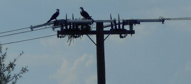 Managing Managing Resolving Pollution & Wildlife Problems on Distribution Systems wildlife problem Resolving Pollution & Wildlife Problems on Distribution Systems Managing