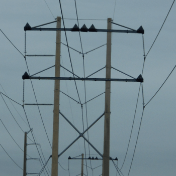 Part-1 Part-1 Resolving Pollution & Wildlife Problems on Distribution Systems wildlife problem Resolving Pollution & Wildlife Problems on Distribution Systems Part 1