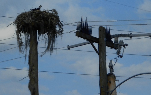 Part-3 Part-3 Wildlife Problem wildlife problem Resolving Pollution & Wildlife Problems on Distribution Systems Part 3