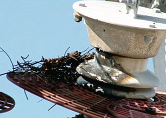Fig101 Fig101 Figure 10: Barrier type WPD compromised by bird nest. arrester Wildlife Protective Devices for Arresters Fig101