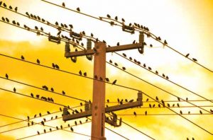 Topic-1-July-20_001-300x198 Topic-1-July-20_001-300x198 Raptors perching on distribution line. distribution systems,pollution & wildlife, porcelain, insulators,insulator, power, distribution, contamination Resolving Problems on Distribution Systems from Pollution & Wildlife Topic 1 July 20 001 300x198