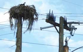 Topic-1-July-20_expctant Topic-1-July-20_expctant Expectant raptor finds comfort on nesting platform adjacent to live tower. distribution systems,pollution & wildlife, porcelain, insulators,insulator, power, distribution, contamination Resolving Problems on Distribution Systems from Pollution & Wildlife Topic 1 July 20 expctant