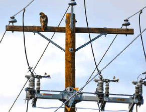Screen-Shot-2016-05-20-at-9 Screen-Shot-2016-05-20-at-9 Screen Shot 2016-05-20 at 9.33.15 AM distribution systems,pollution & wildlife, porcelain, insulators,insulator, power, distribution, contamination Resolving Problems on Distribution Systems from Pollution & Wildlife Screen Shot 2016 05 20 at 9