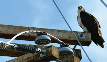 Screen-Shot-2016-05-20-at-9 Screen-Shot-2016-05-20-at-9 Lines with vertically installed pin insulators are especially dangerous to birds since the conductor sits on top of the insulator, not below as in suspension string. distribution systems,pollution & wildlife, porcelain, insulators,insulator, power, distribution, contamination Resolving Problems on Distribution Systems from Pollution & Wildlife Screen Shot 2016 05 20 at 9