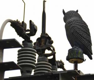 Plastic owls such as this used to be only deterrent used to keep rodents away from substations such as Glenmore.