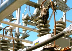 Topic-5-Nov14-300x214 Topic-5-Nov14-300x214 PTs at Glenmore where small bird electrocuted now protected by wildlife covers. substation Protective Devices Installed to Reduce Wildlife Outages at Distribution Substation Topic 5 Nov14 300x214