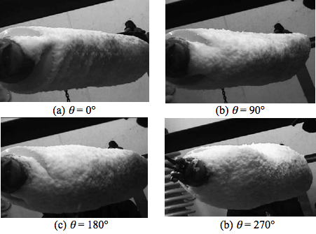 Fig. 5: Photos of cylindrical snow accretion on long-rod insulator. denotes approx. rotation angle along insulator between first accreted snow and current windward direction.