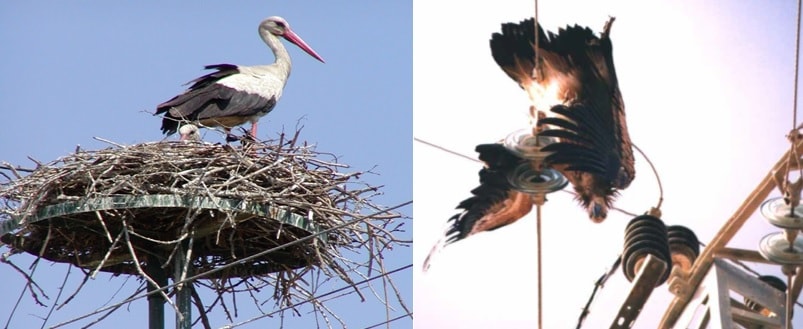 Migratory stork nesting in Greece and griffon vulture fatally bridging line in Israel.
