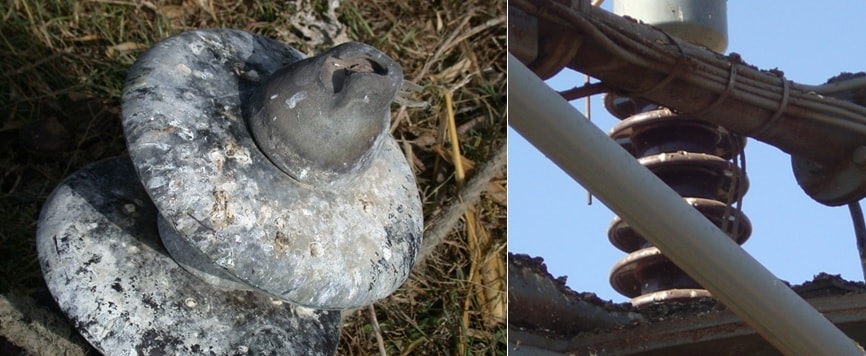 Guano build-up on suspension insulator and substation equipment.