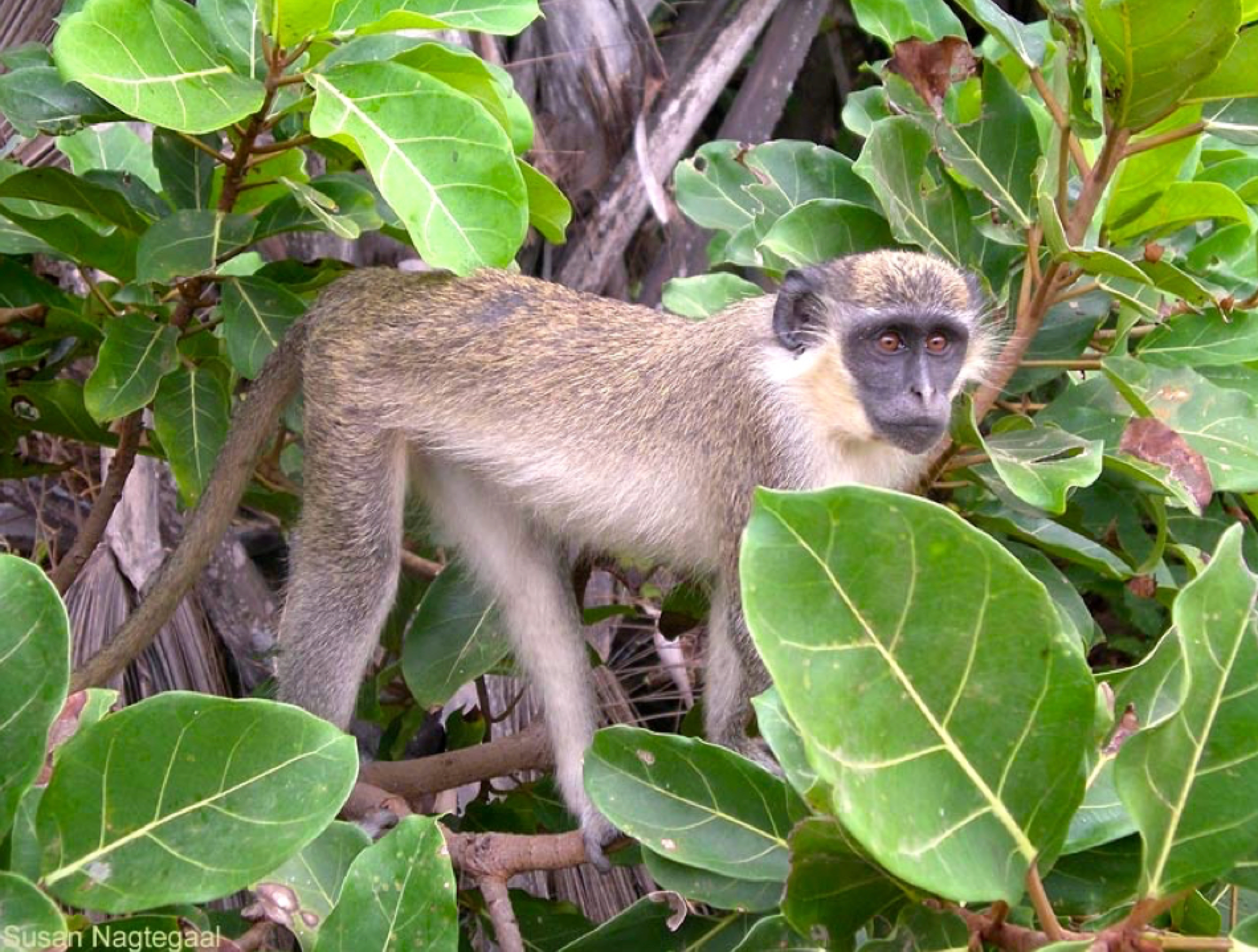 Screen-Shot-2016-06-10-at-13 Screen-Shot-2016-06-10-at-13 Iguana’s long tail can breach even transmission clearances. wildlife protect Wildlife Protective Devices Aim to Reduce Outages Screen Shot 2016 06 10 at 13