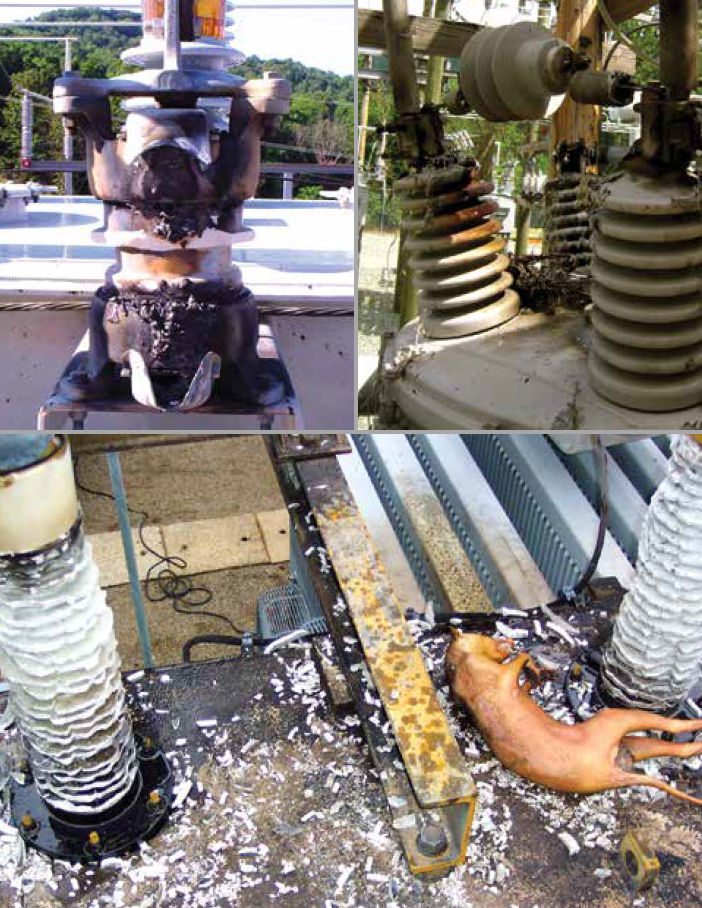 Screen-Shot-2016-06-10-at-13 Screen-Shot-2016-06-10-at-13 Examples of damage to network assets directly linked to wildlife. wildlife protect Wildlife Protective Devices Aim to Reduce Outages Screen Shot 2016 06 10 at 13