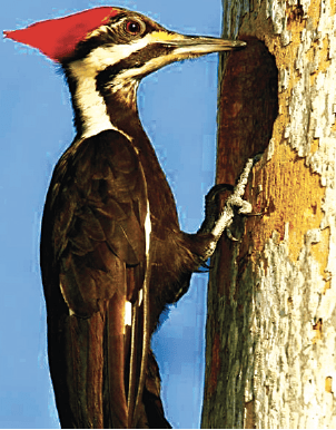 Impact of certain species of woodpecker on wood framing presents a serious asset management challenge to utilities.