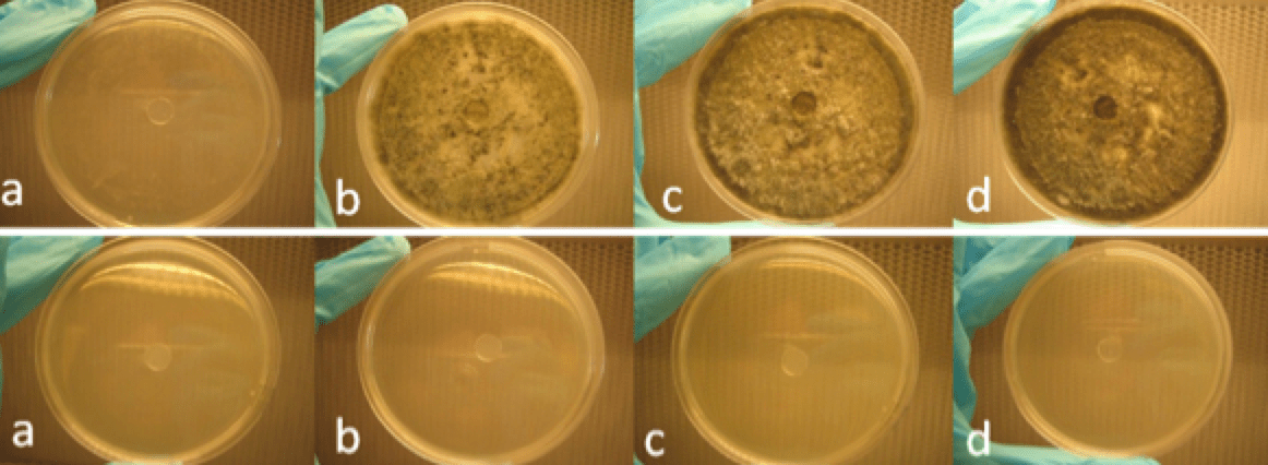 Results of disc diffusion test of fungi from Tanzania, (a) day 1 of incubation, (b) day 2 of incubation, (c) day 3 of incubation and (d) day 7 of incubation (by permission of E. Strömberg). Materials Toward Development of Insulators of the Future